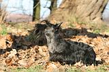 SCOTTISH TERRIER 113